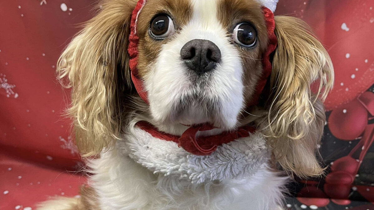 Winter age 6 Cavalier King Charles