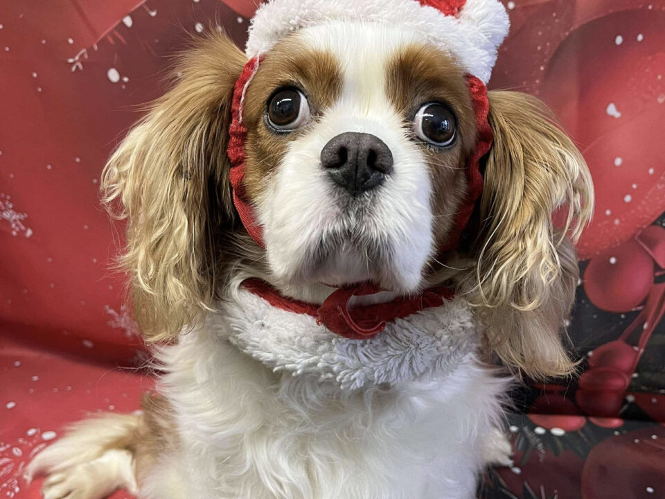 Winter age 6 Cavalier King Charles