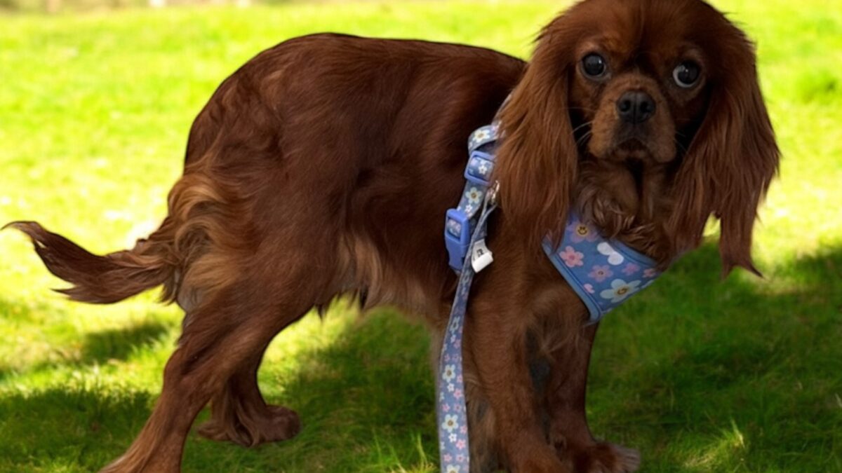 Weenie 2 year old ruby Cavalier