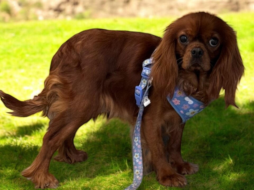 Weenie 2 year old ruby Cavalier