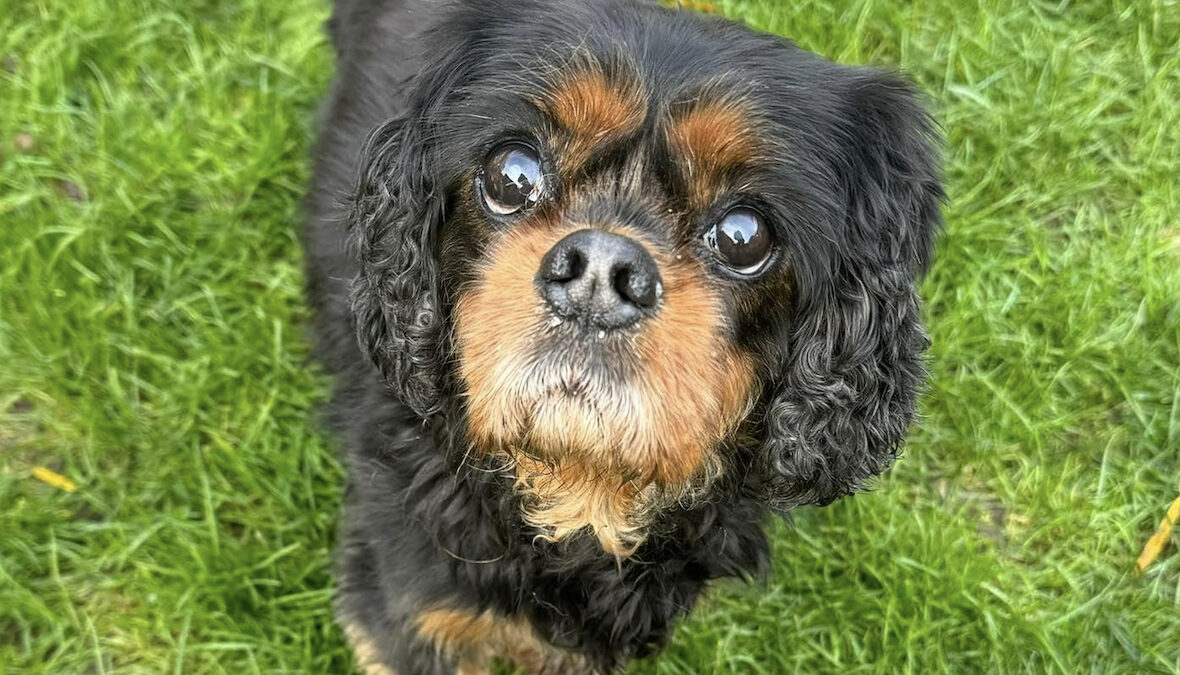 Lucy age 9 black and tan Cavalier