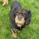 Lucy age 9 black and tan Cavalier