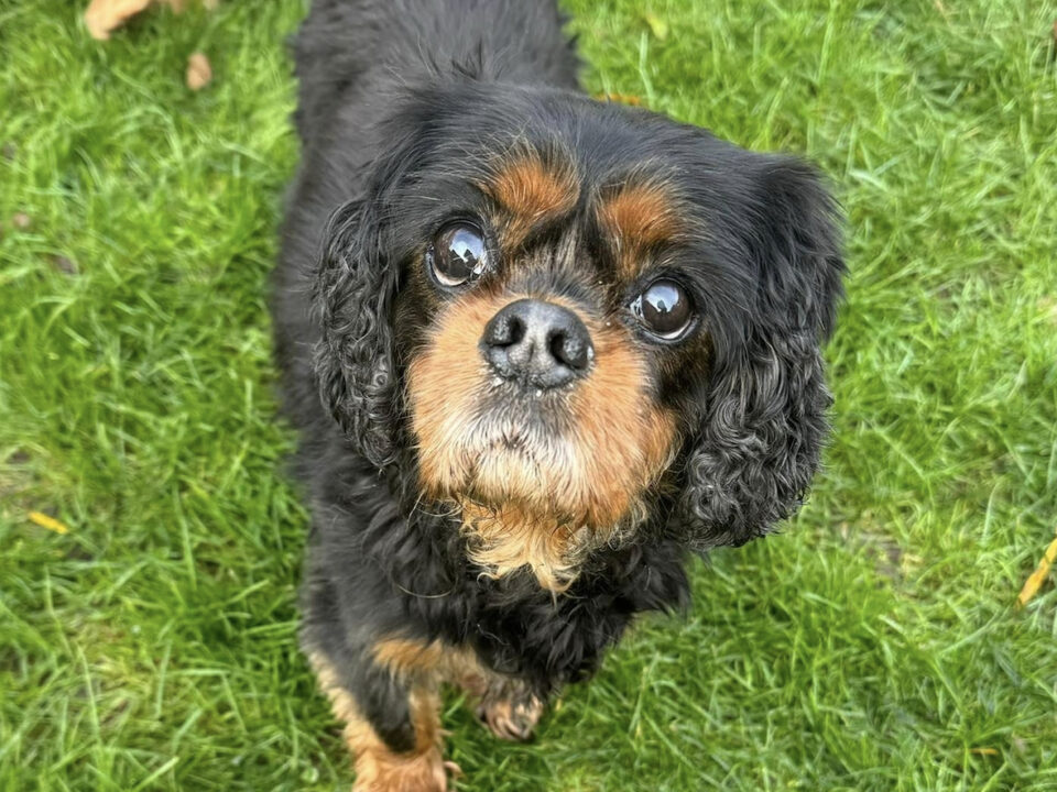 Lucy age 9 black and tan Cavalier