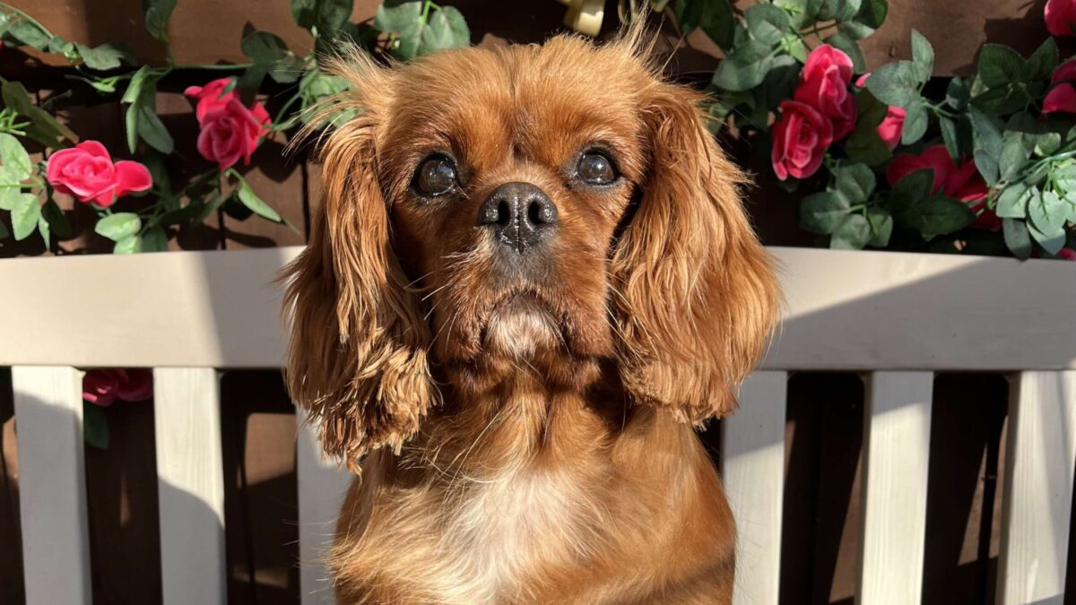 Brandy ruby Cavalier King charles Spaniel