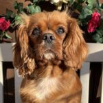 Brandy ruby Cavalier King charles Spaniel