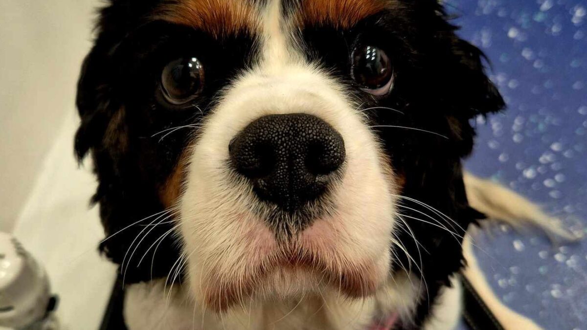 Poppy age 4 Tricolour Cavalier