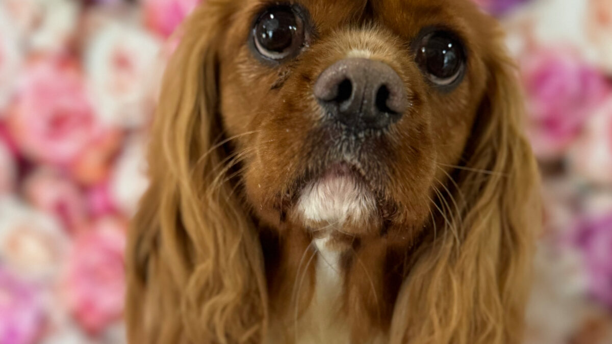 Teddy ruby Cavalier King Charles