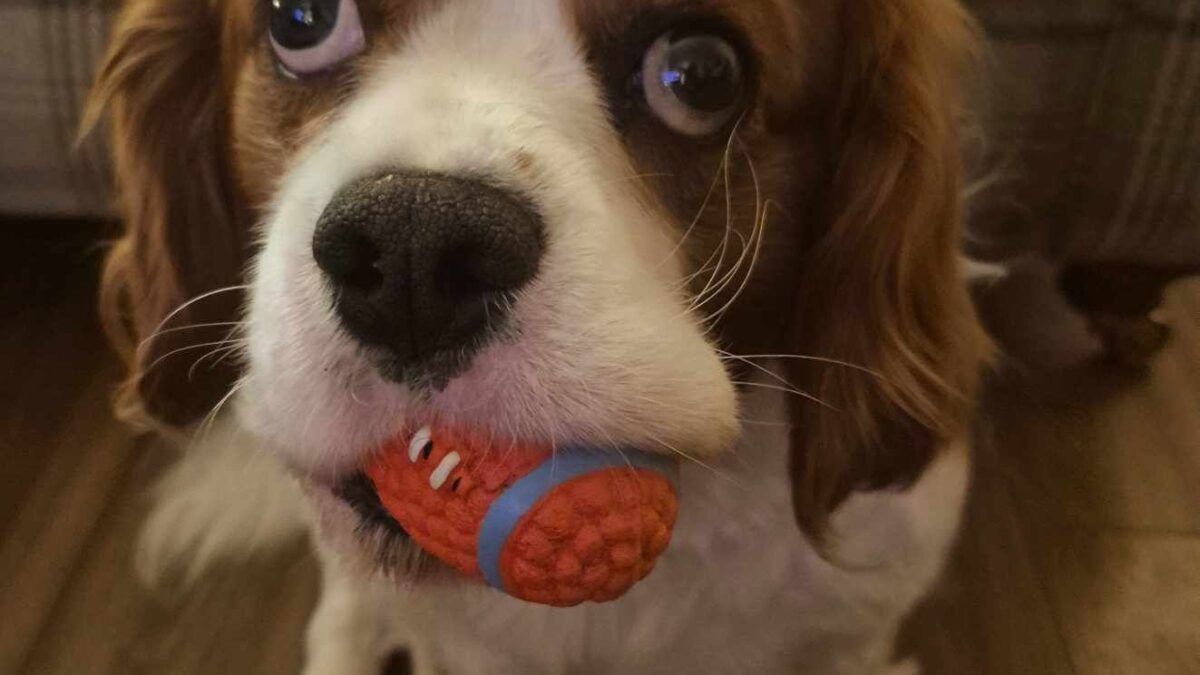 Rory Blenheim Cavalier King Charles with a ball in his mouth