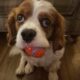 Rory Blenheim Cavalier King Charles with a ball in his mouth