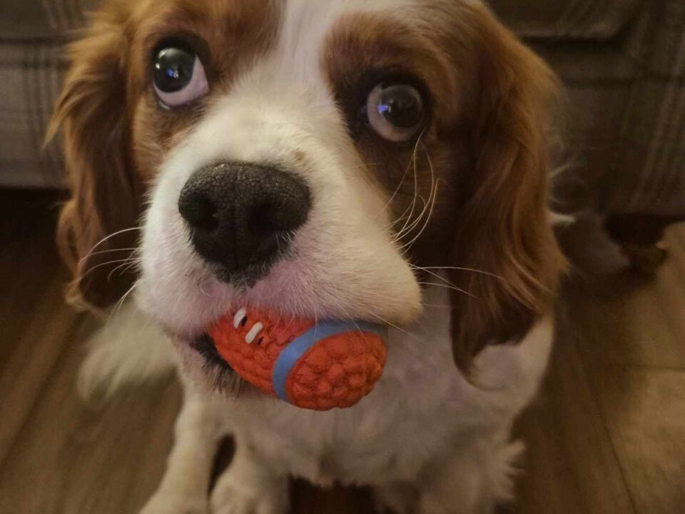 Rory Blenheim Cavalier King Charles with a ball in his mouth