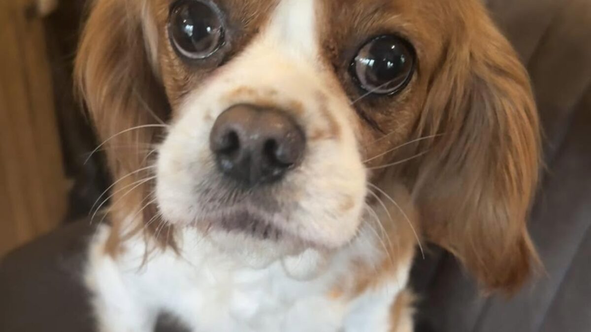 Elsa Blenheim Cavalier King Charles Spaniel