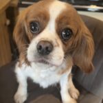 Elsa Blenheim Cavalier King Charles Spaniel