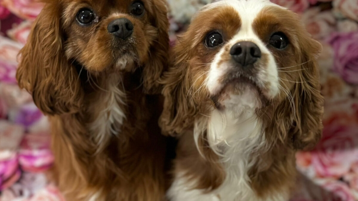 Poppy and Willow Cavalier King Charles Spaniels