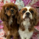 Poppy and Willow Cavalier King Charles Spaniels