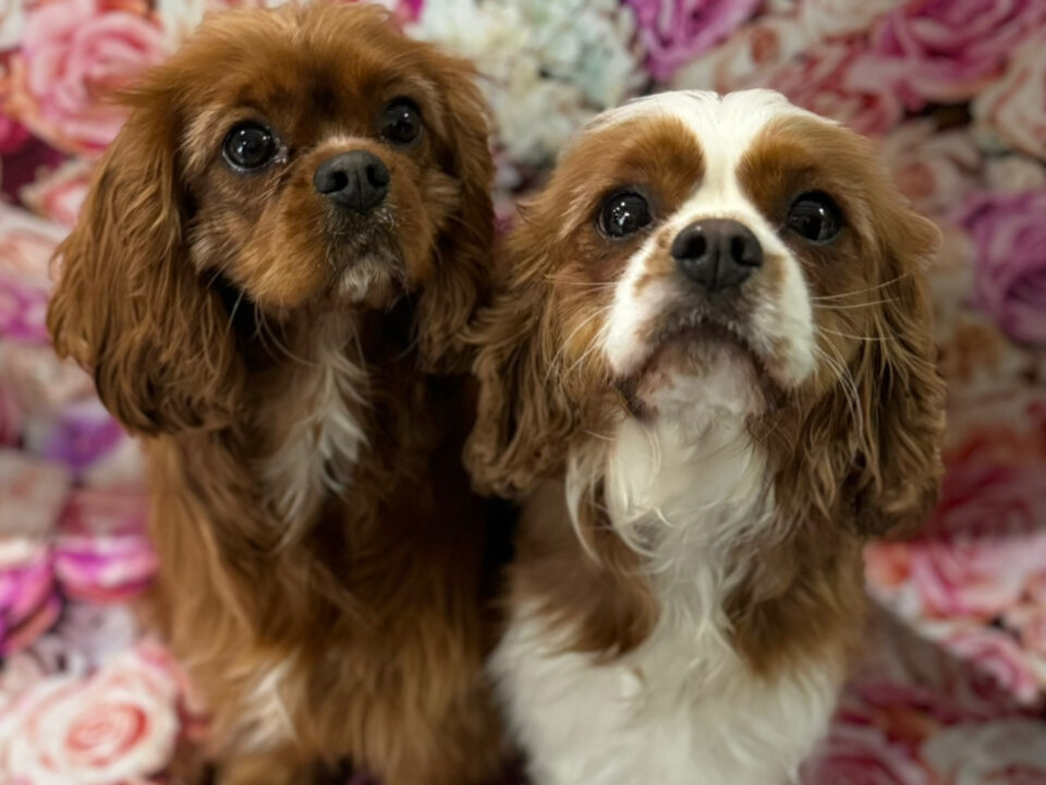 Poppy and Willow Cavalier King Charles Spaniels