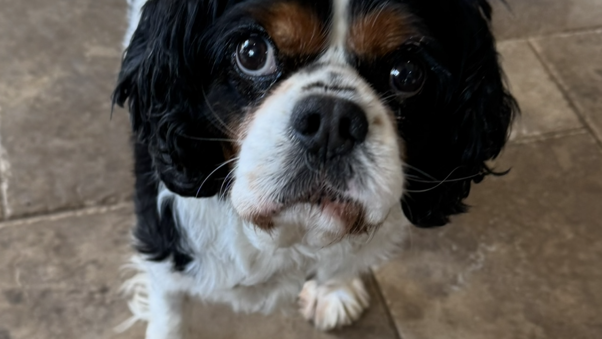 Bertie Tricolour Cavalier King Charles