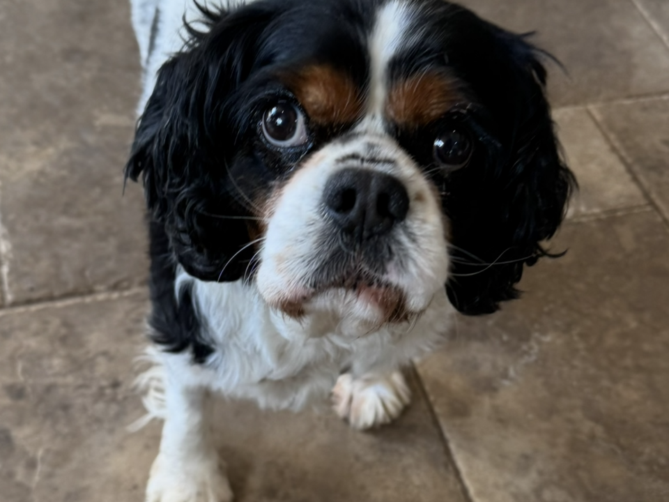 Bertie Tricolour Cavalier King Charles