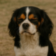 Cavalier with chiari malformation pain face
